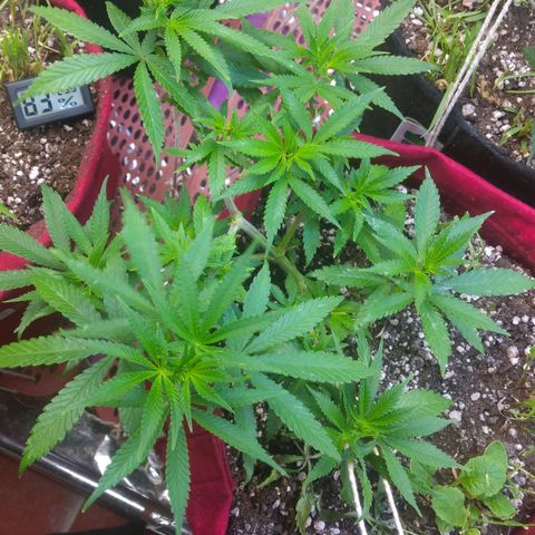 Rita Lee  growlog photo: Desfolhação pré flora
