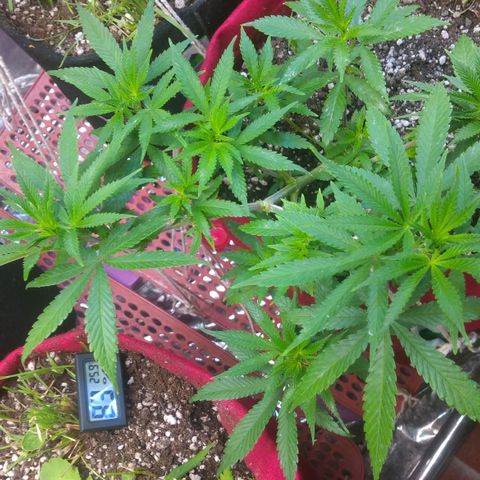 Rita Lee  growlog photo: Desfolhação pré flora