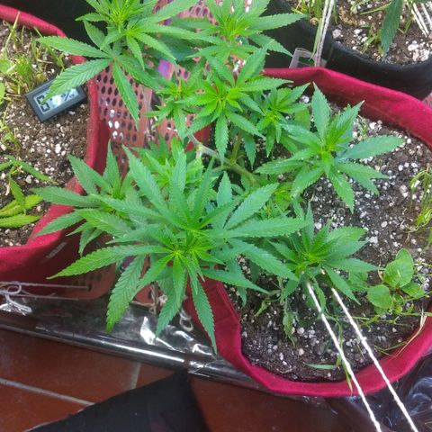 Rita Lee  growlog photo: Desfolhação pré flora