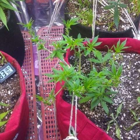 Rita Lee  growlog timeline photo