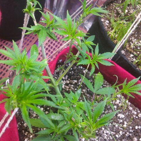 Rita Lee  growlog timeline photo