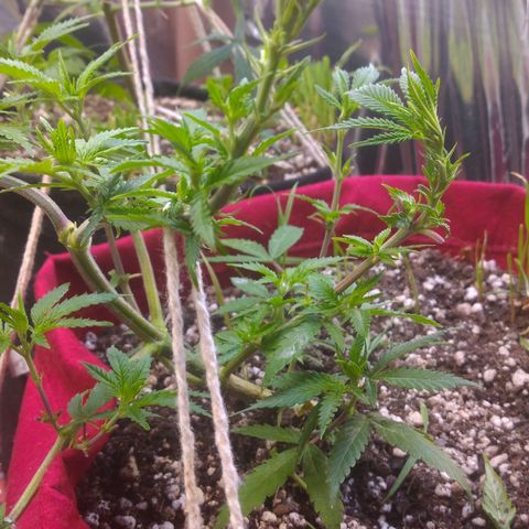 Rita Lee  growlog timeline photo