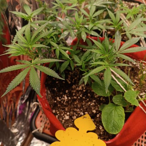 Rita Lee  growlog timeline photo