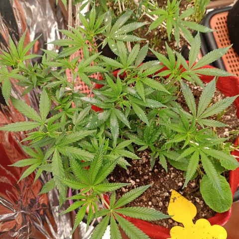 Rita Lee  growlog timeline photo