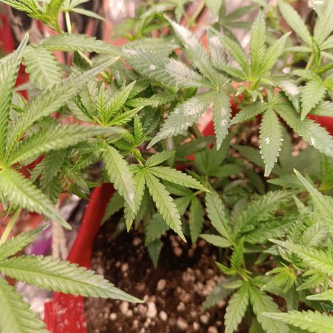 Rita Lee  growlog timeline photo