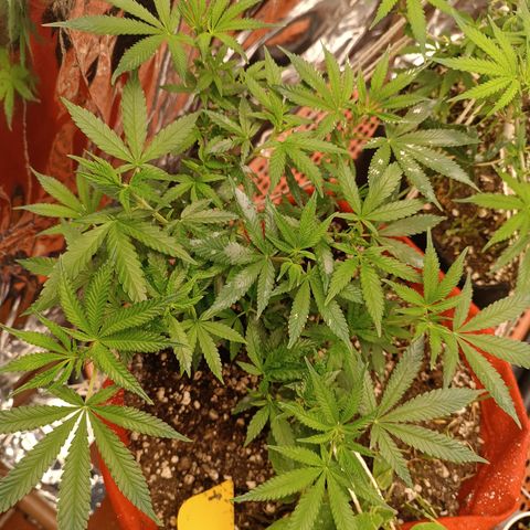 Rita Lee  growlog timeline photo