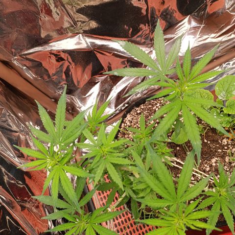 Cássia Eller  growlog timeline photo