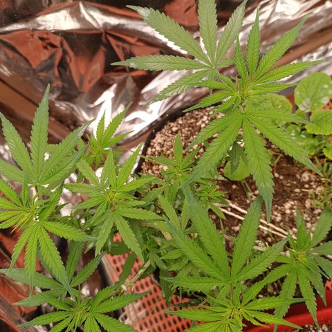 Cássia Eller  growlog timeline photo