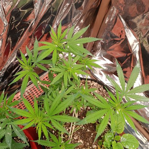 Cássia Eller  growlog timeline photo