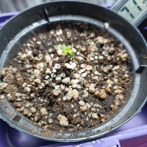 Safira growlog timeline photo
