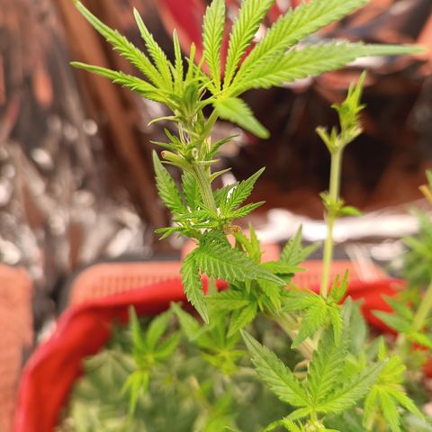 Rita Lee  growlog photo: Desfolhacao 