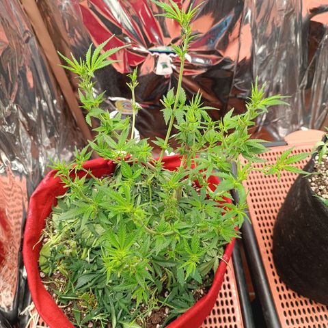 Rita Lee  growlog photo: Desfolhacao 