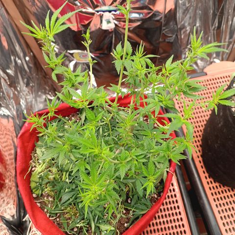 Rita Lee  growlog photo: Desfolhacao 