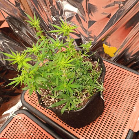 Cássia Eller  growlog timeline photo