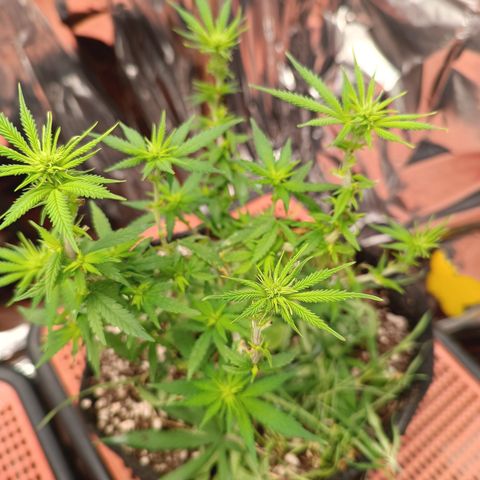 Cássia Eller  growlog timeline photo