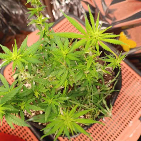 Cássia Eller  growlog timeline photo