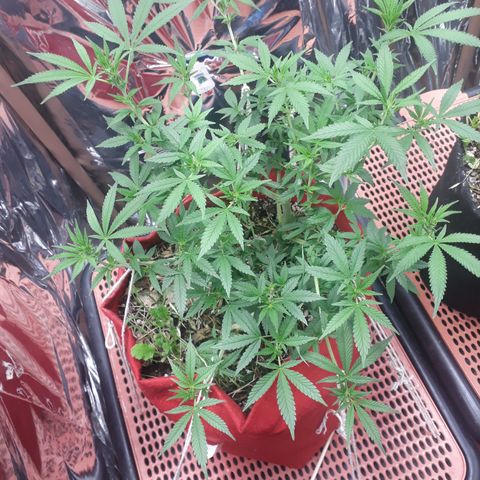 Rita Lee  growlog timeline photo