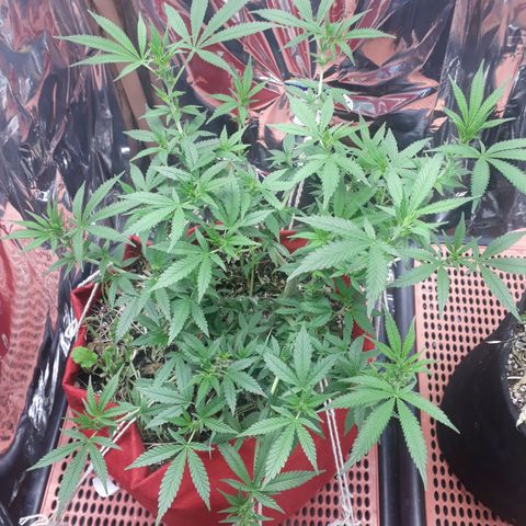 Rita Lee  growlog timeline photo