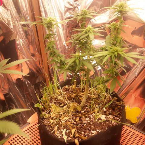 Cássia Eller  growlog timeline photo