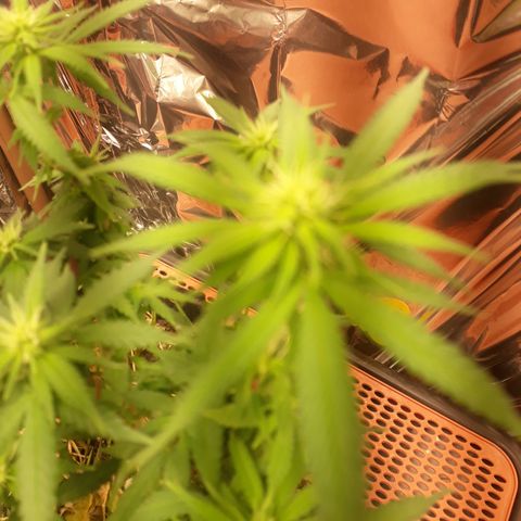 Cássia Eller  growlog timeline photo