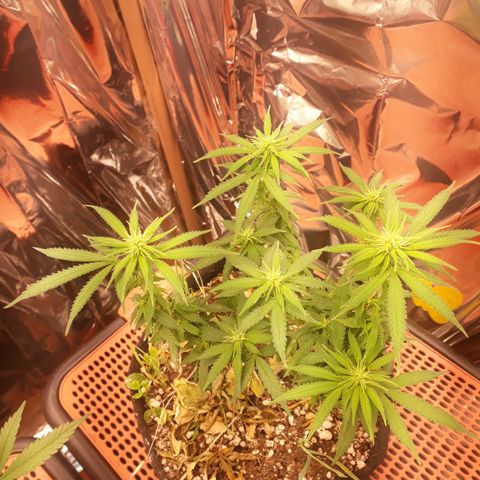 Cássia Eller  growlog timeline photo