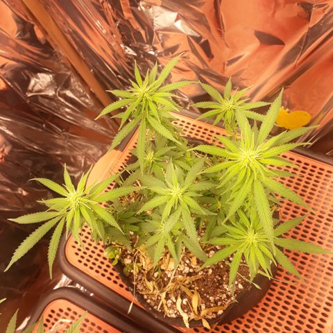 Cássia Eller  growlog timeline photo