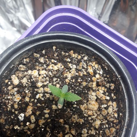 Topázio  growlog timeline photo