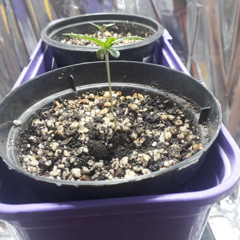 Safira growlog timeline photo
