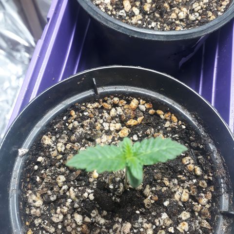 Safira growlog timeline photo