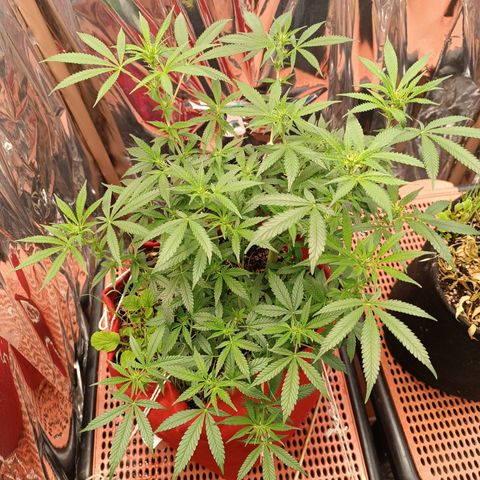 Rita Lee  growlog timeline photo