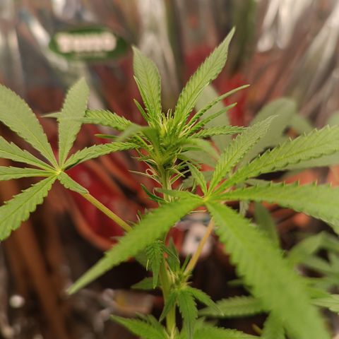 Rita Lee  growlog timeline photo