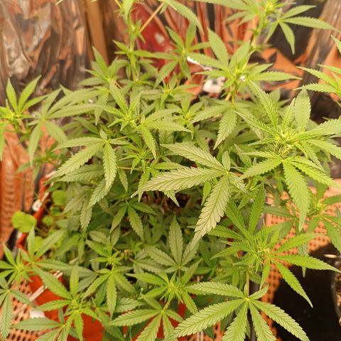 Rita Lee  growlog timeline photo