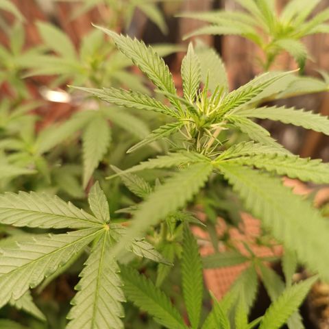 Rita Lee  growlog timeline photo
