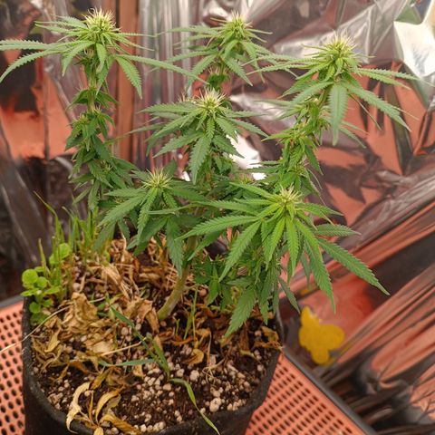 Cássia Eller  growlog timeline photo
