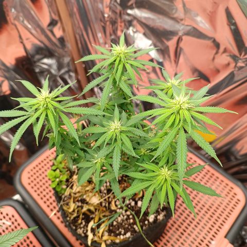 Cássia Eller  growlog timeline photo