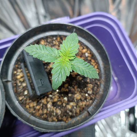 Safira growlog timeline photo