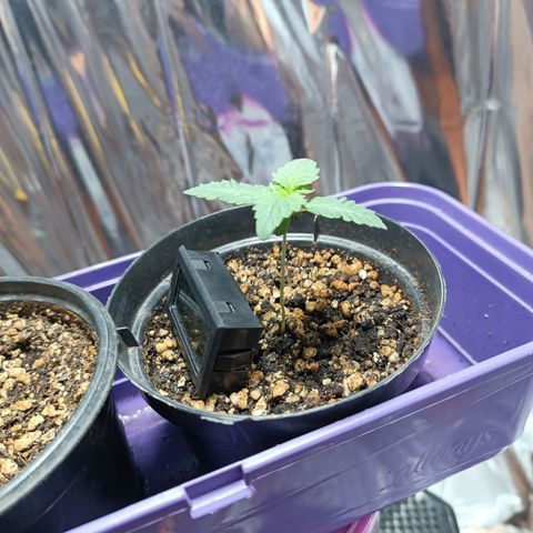 Safira growlog timeline photo