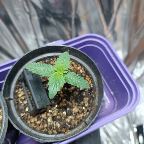 Safira growlog timeline photo