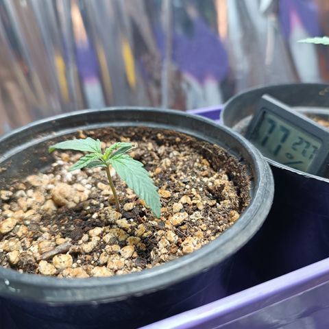 Topázio  growlog timeline photo