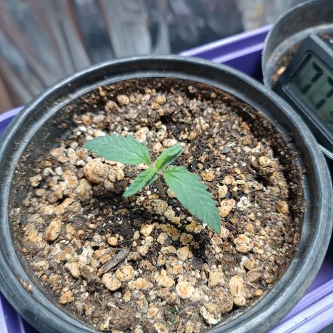 Topázio  growlog timeline photo