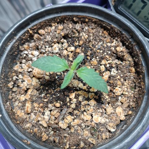 Topázio  growlog timeline photo