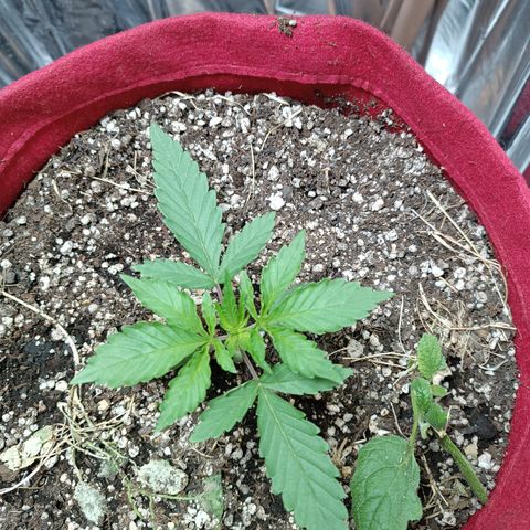 Topázio  growlog timeline photo