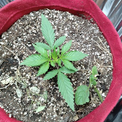 Topázio  growlog timeline photo