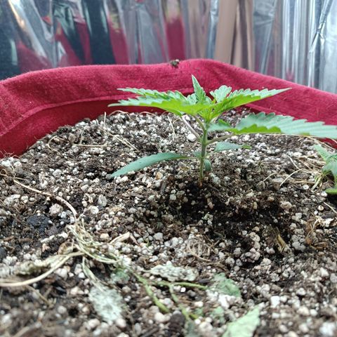 Topázio  growlog timeline photo