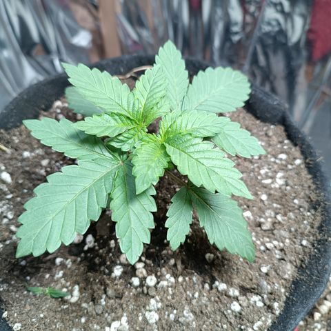 Safira growlog timeline photo