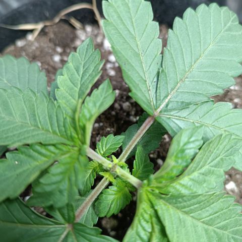Safira growlog timeline photo