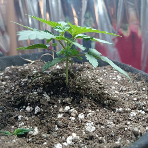Safira growlog timeline photo