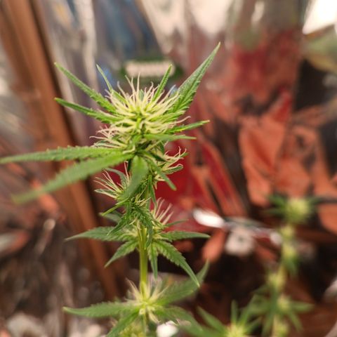 Rita Lee  growlog timeline photo
