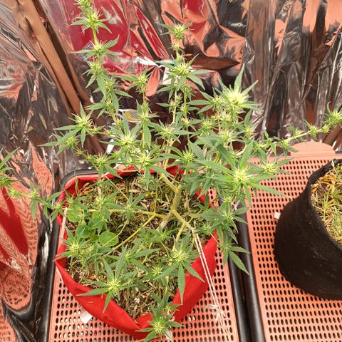Rita Lee  growlog timeline photo