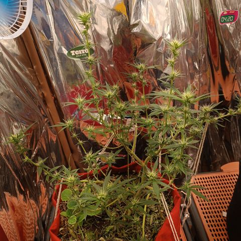Rita Lee  growlog timeline photo